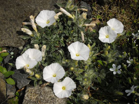 Convolvulus compactus